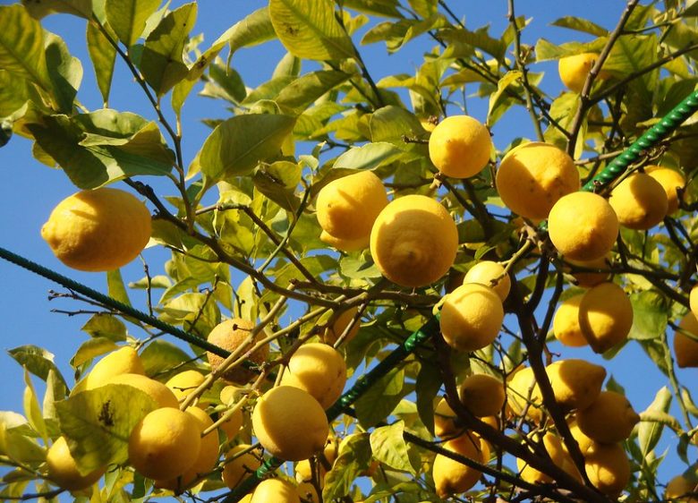 Limoni Ischia
