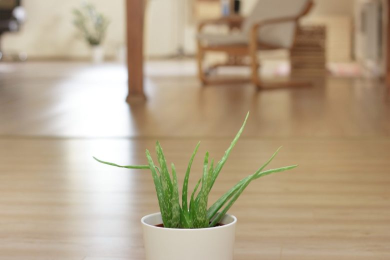 aloe vera vaso