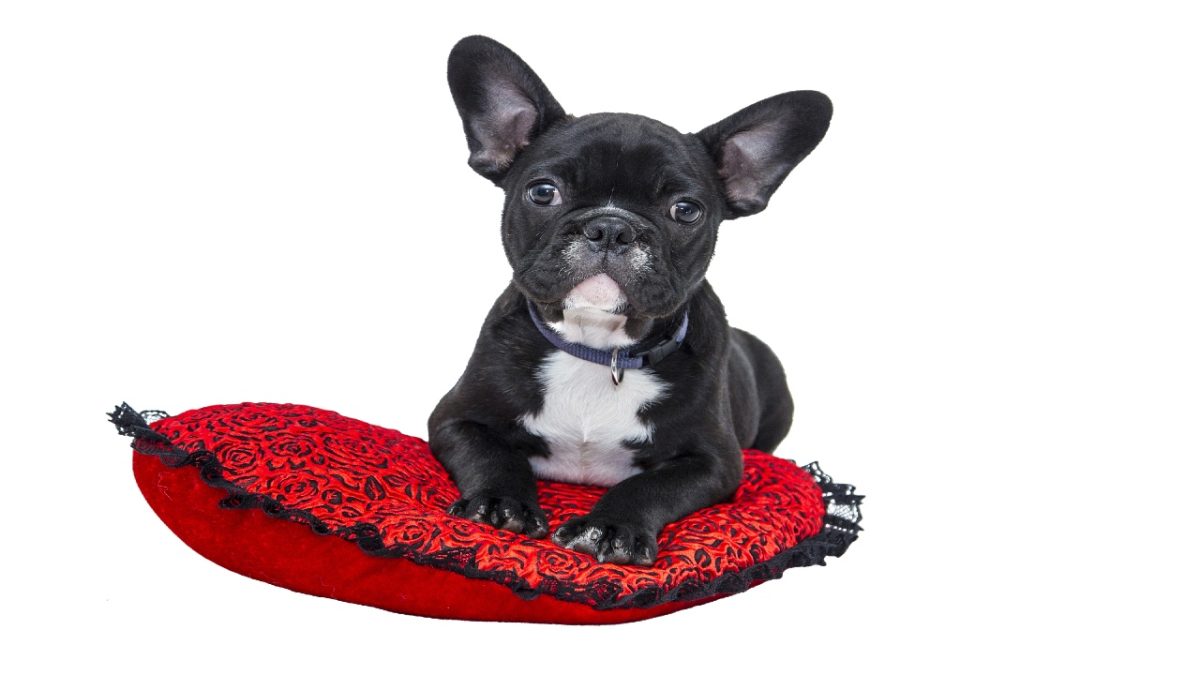 Abbigliamento e Accessori per il tuo Cane: 5 Pet Collection di Lusso griffate!