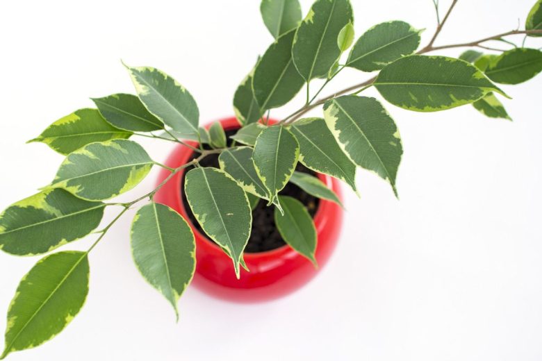 ficus vaso