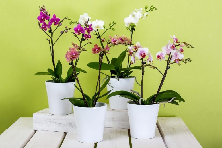orchidea vaso