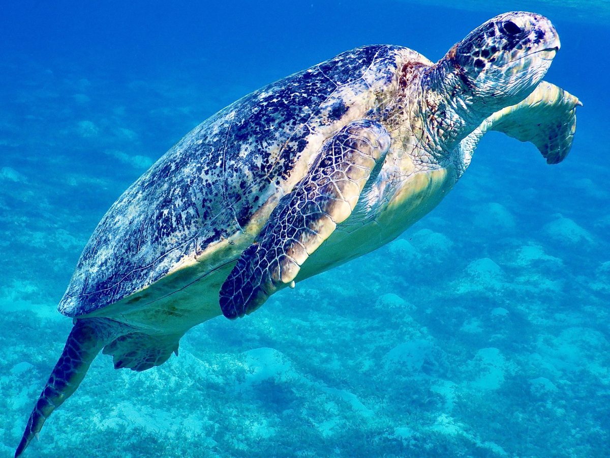 Galleria foto 'Egitto, Mar Rosso: 5 attrazioni imperdibili nelle splendide Marsa Alam e Marsa Matruh' - foto 3