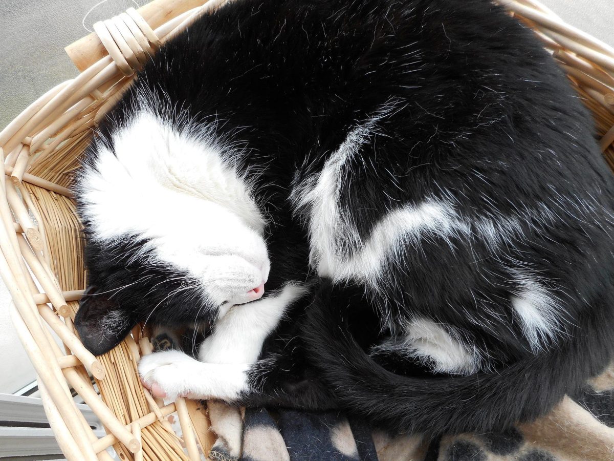 Galleria foto 'Il tuo coinquilino è un gatto? 4 soluzioni per organizzare i suoi spazi in Casa!' - foto 3