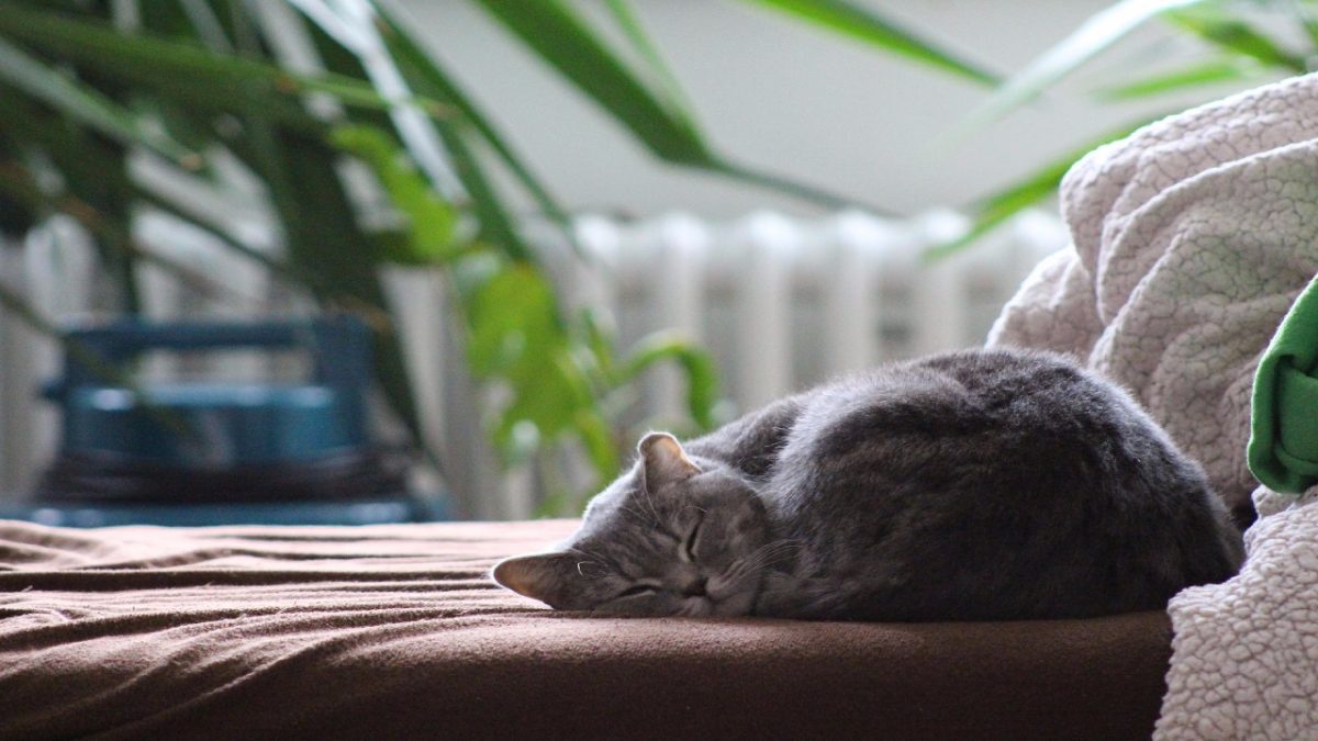 Il tuo coinquilino è un gatto? 4 soluzioni per organizzare i suoi spazi in Casa!