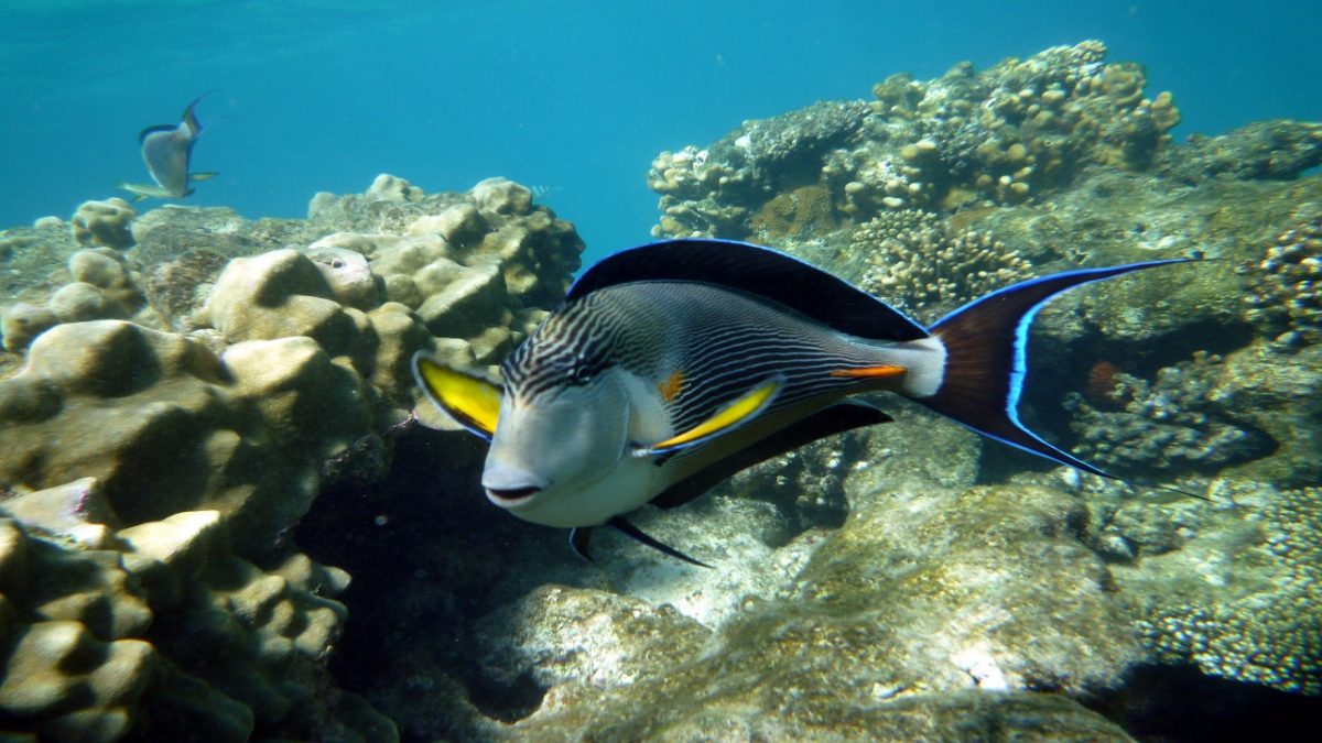 Egitto, Mar Rosso: 5 attrazioni imperdibili nelle splendide Marsa Alam e Marsa Matruh