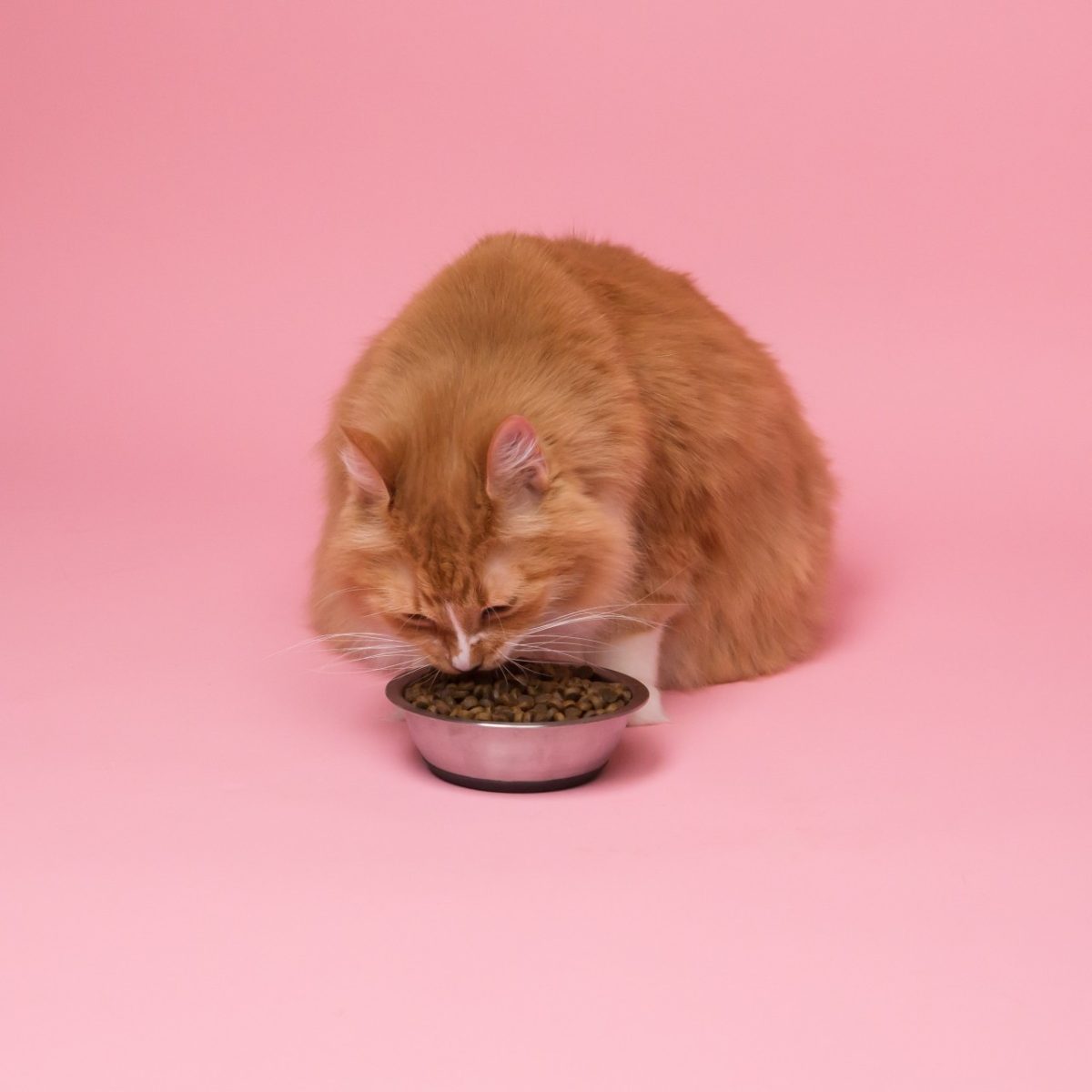 Galleria foto 'Il tuo coinquilino è un gatto? 4 soluzioni per organizzare i suoi spazi in Casa!' - foto 1