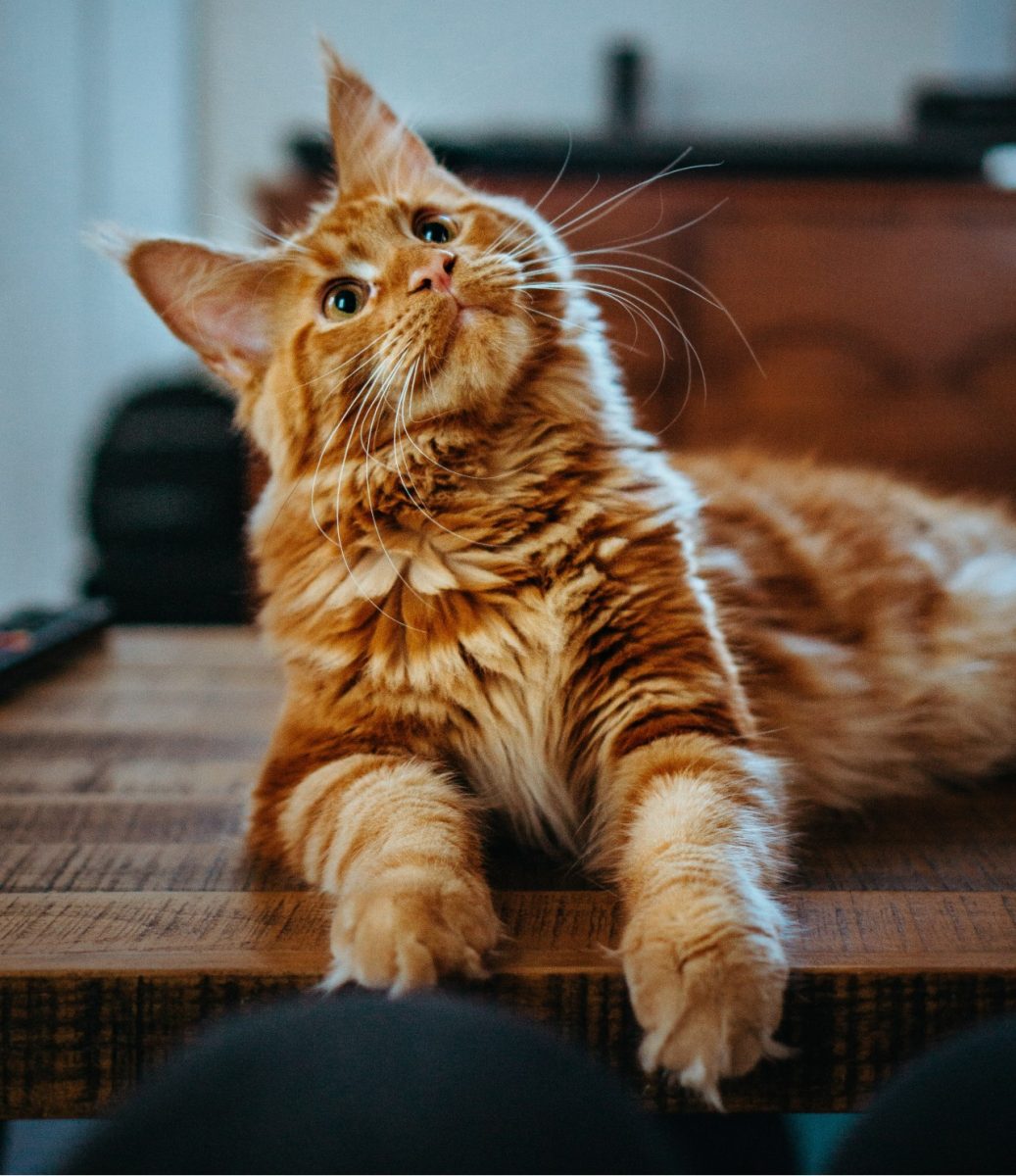 Galleria foto 'Il tuo coinquilino è un gatto? 4 soluzioni per organizzare i suoi spazi in Casa!' - foto 2