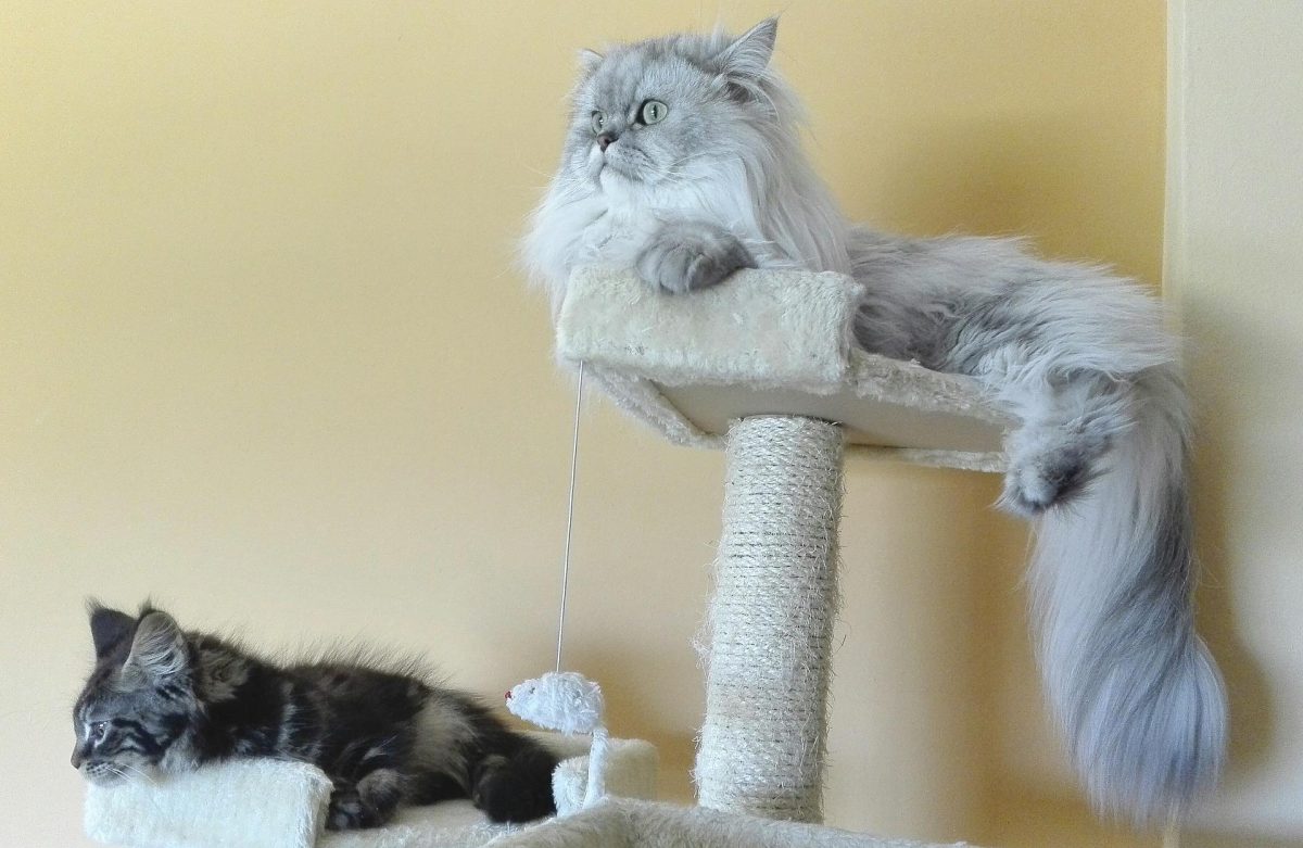 Galleria foto 'Il tuo coinquilino è un gatto? 4 soluzioni per organizzare i suoi spazi in Casa!' - foto 4