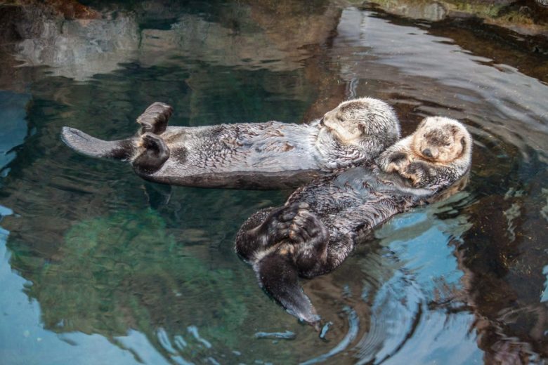 oceanario lisbona