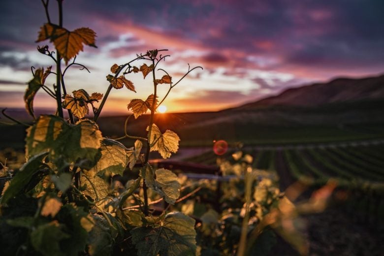 veneto vino