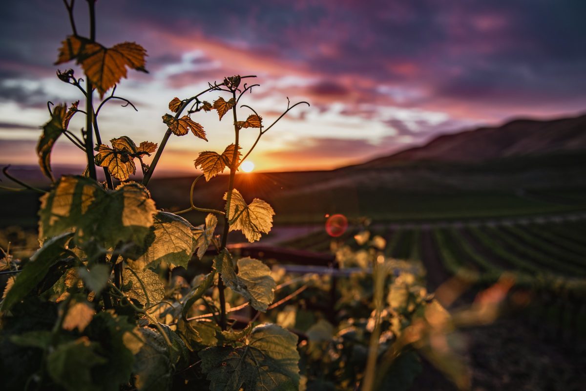 Galleria foto 'Cantine e Vigne da visitare assolutamente: le 5 più belle del Veneto!' - foto 7