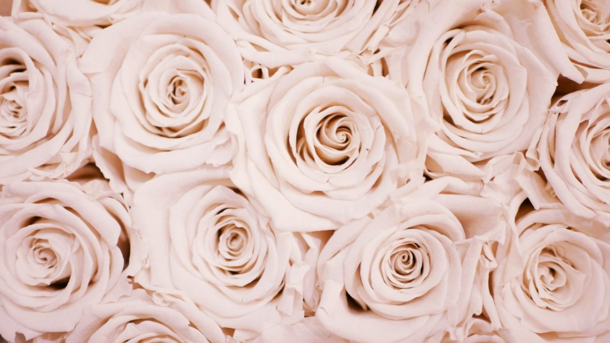 Profumi alla Rosa: 4 avvolgenti fragranze femminili da provare assolutamente!