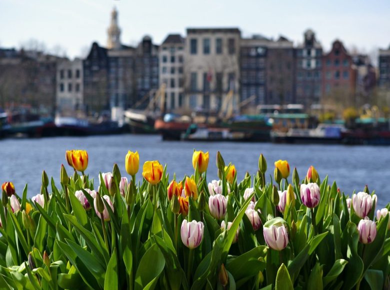 tulipani 