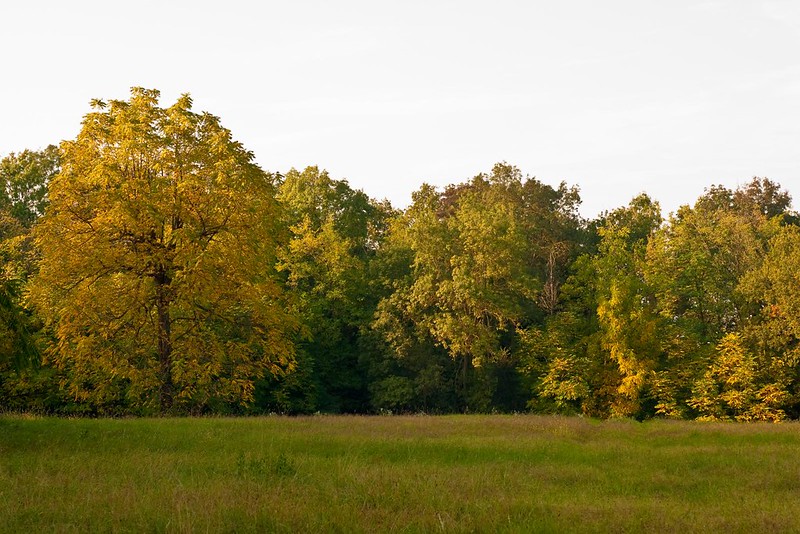 Galleria foto 'I 5 boschi più belli d’Italia dove godersi una passeggiata tra i colori dell’autunno' - foto 7
