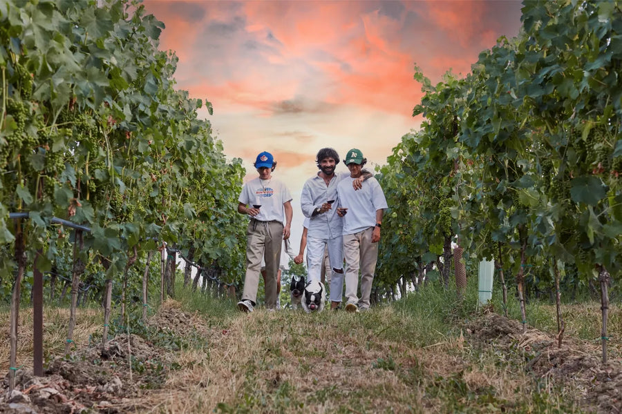 Galleria foto 'Cantine e Vigne da visitare assolutamente: le 5 più belle del Veneto!' - foto 2
