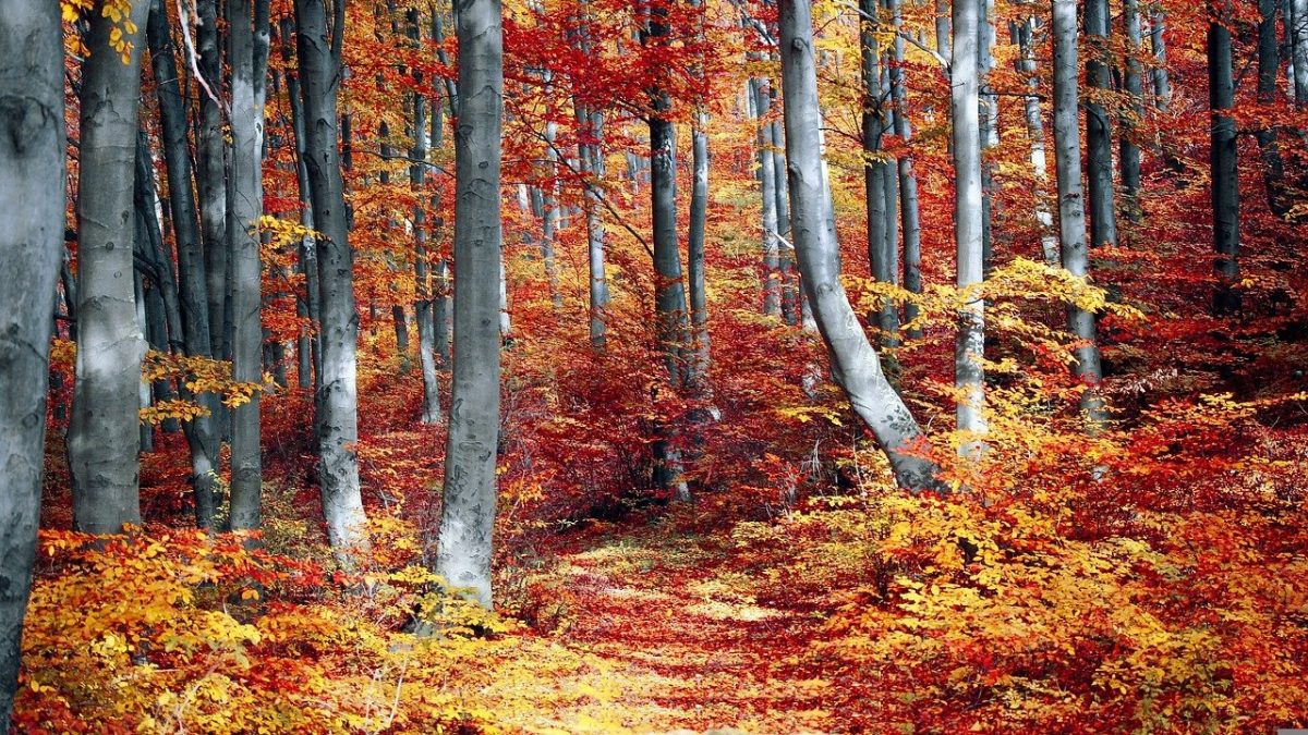 I 5 boschi più belli d’Italia dove godersi una passeggiata tra i colori dell’autunno