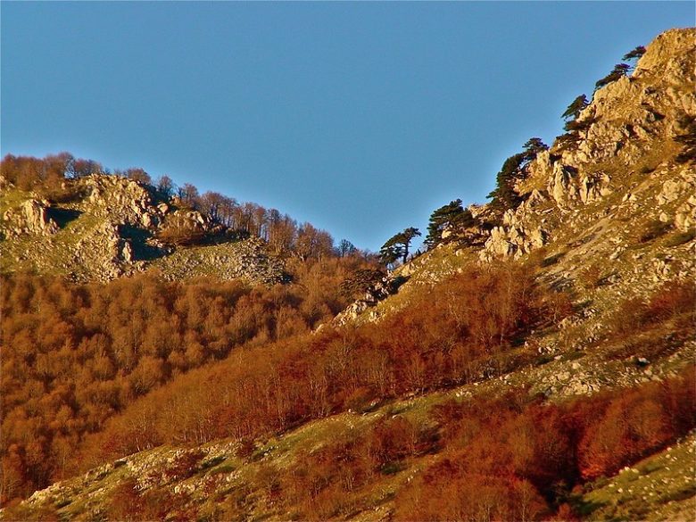 foliage Basilicata