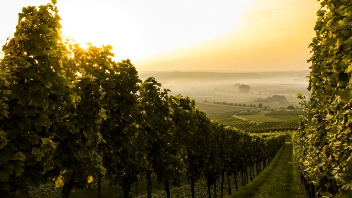 Cantine e Vigne da visitare assolutamente: le 5 più belle del Veneto!