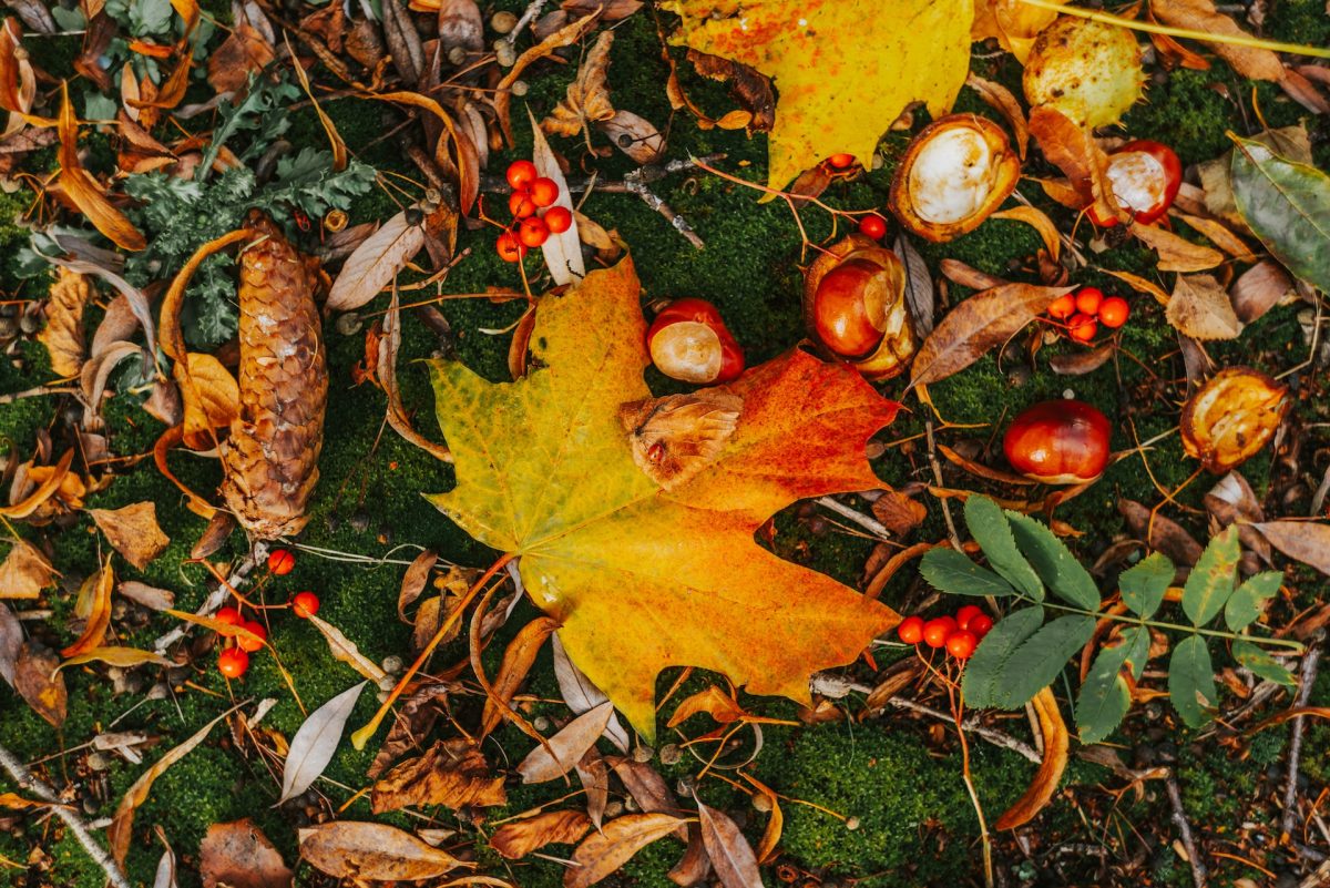 Galleria foto 'Perchè cadono i Capelli nel periodo delle Castagne? Cause e rimedi…' - foto 8
