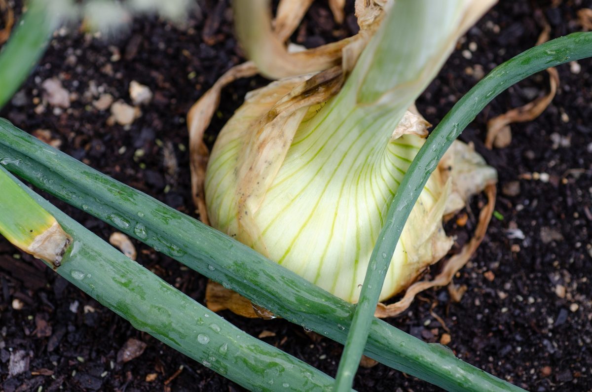 Galleria foto 'Orto d’autunno: 4 consigli da non perdere su cosa piantare!' - foto 2