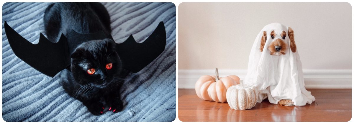 Galleria foto 'Home decor da brivido: Una Casa a tema Halloween in sole 5 mosse!' - foto 5