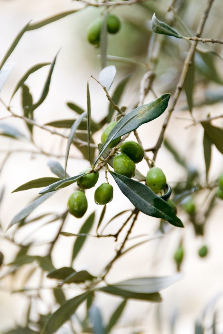 olio di oliva cosmetica