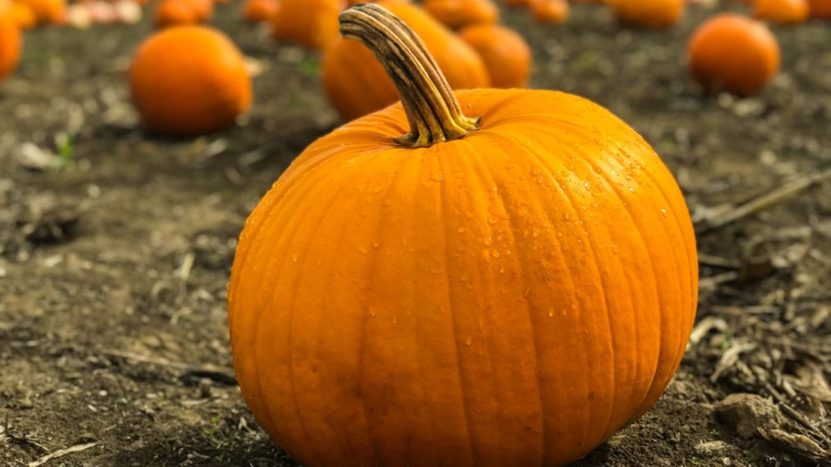 Campi di Zucche, i 5 più belli d’Italia. Ecco dove fare Pumpkin Patch a Halloween…