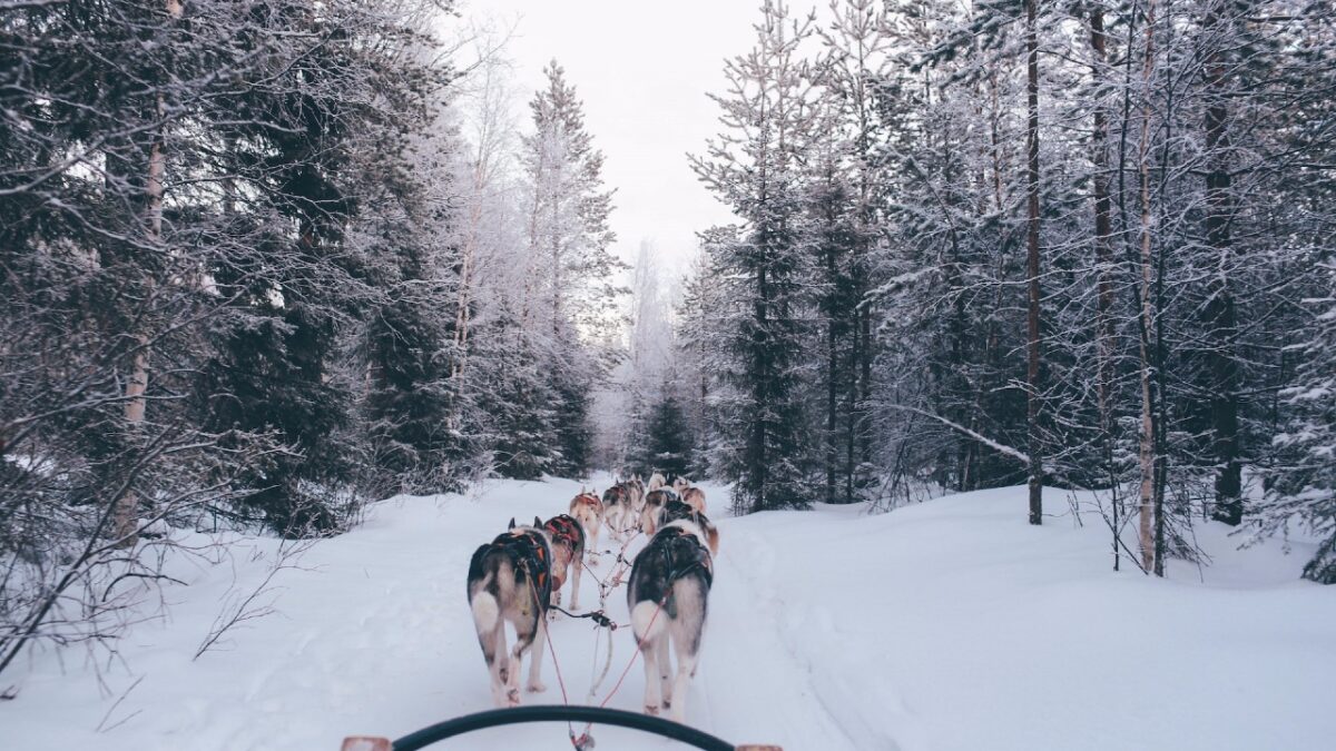 Viaggio in Lapponia, cosa devi sapere per organizzarlo in sole 6 mosse…