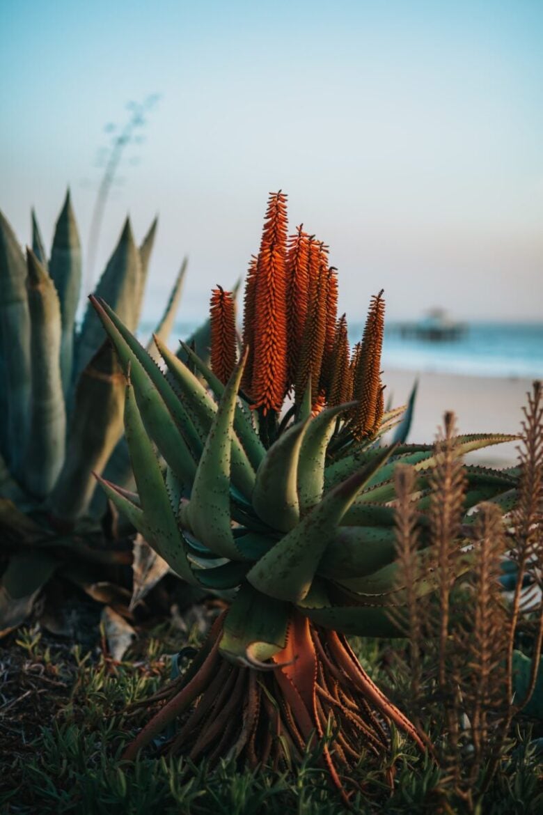 maschera mani aloe vera