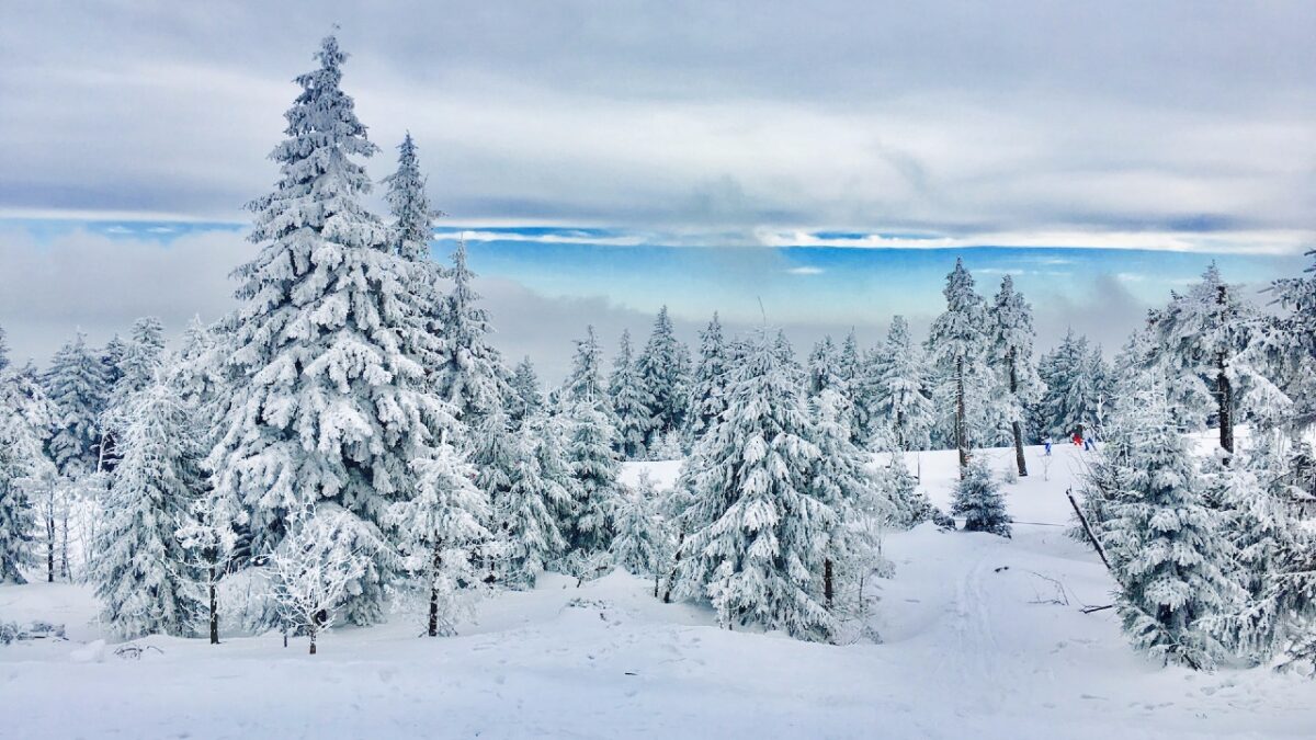 Profumo di Boschi innevati: 6 fragranze invernali da provare