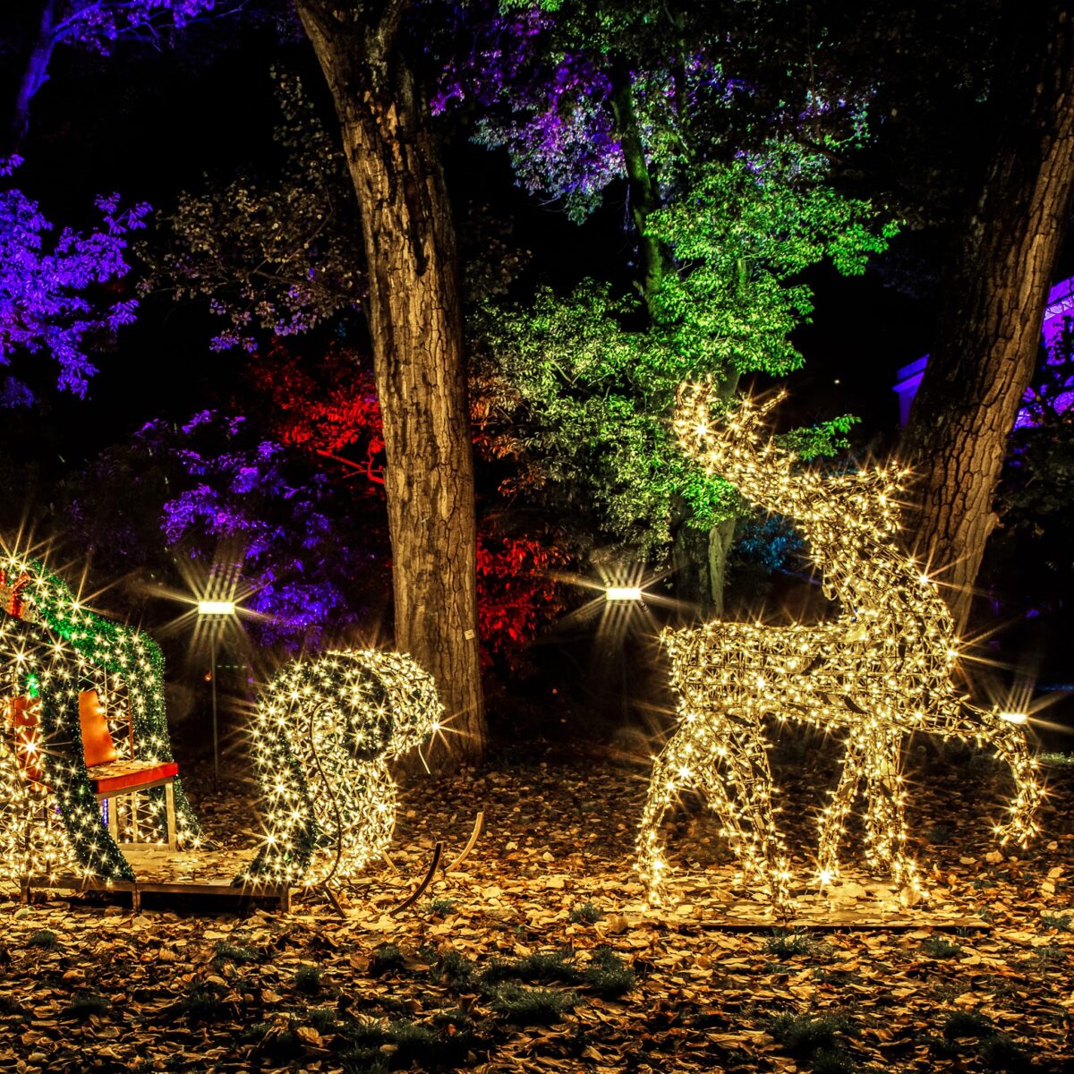 Galleria foto 'Natale 2022 a Roma: 6 cose da fare e vedere nella meta più gettonata di queste Feste!' - foto 3