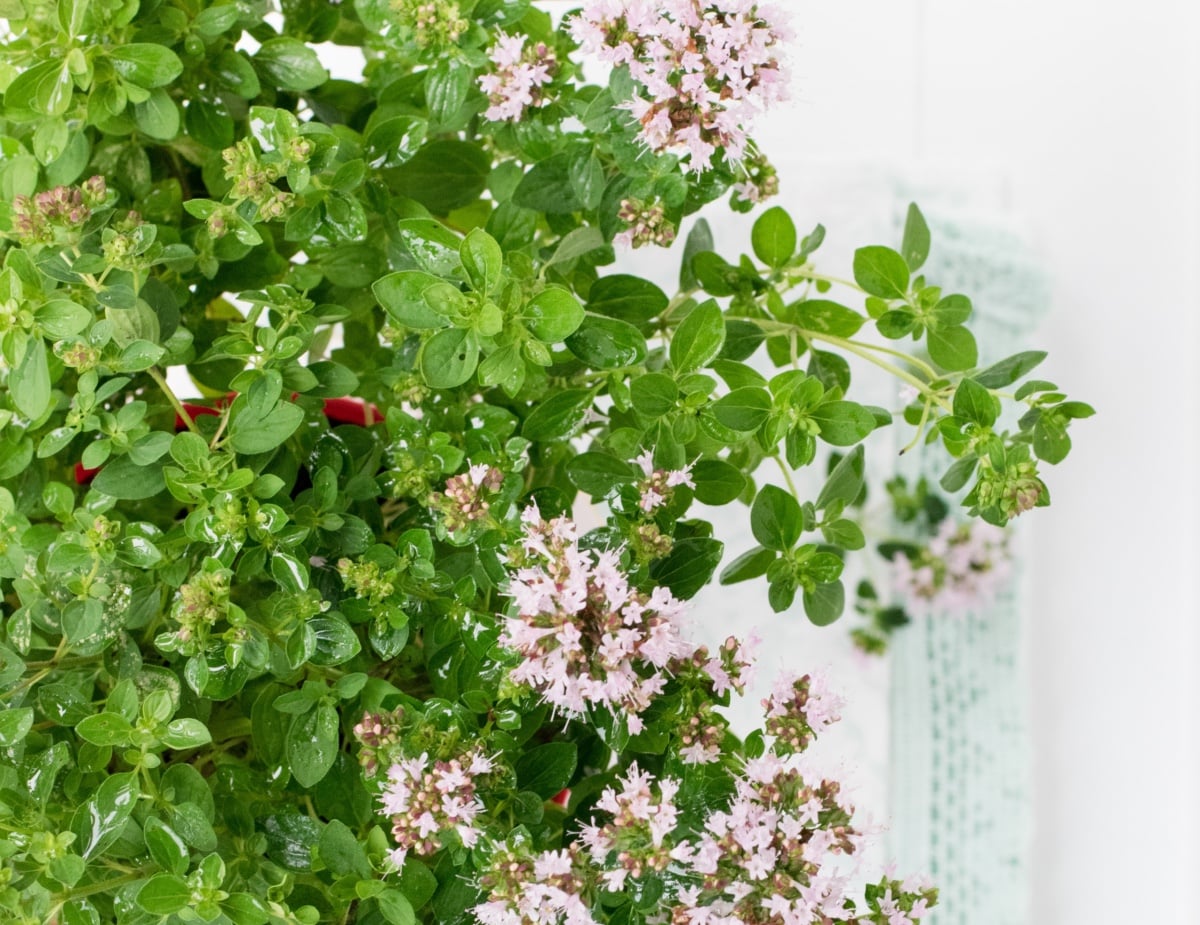 Galleria foto '5 Oli rilassanti per un bagno antistress!' - foto 4