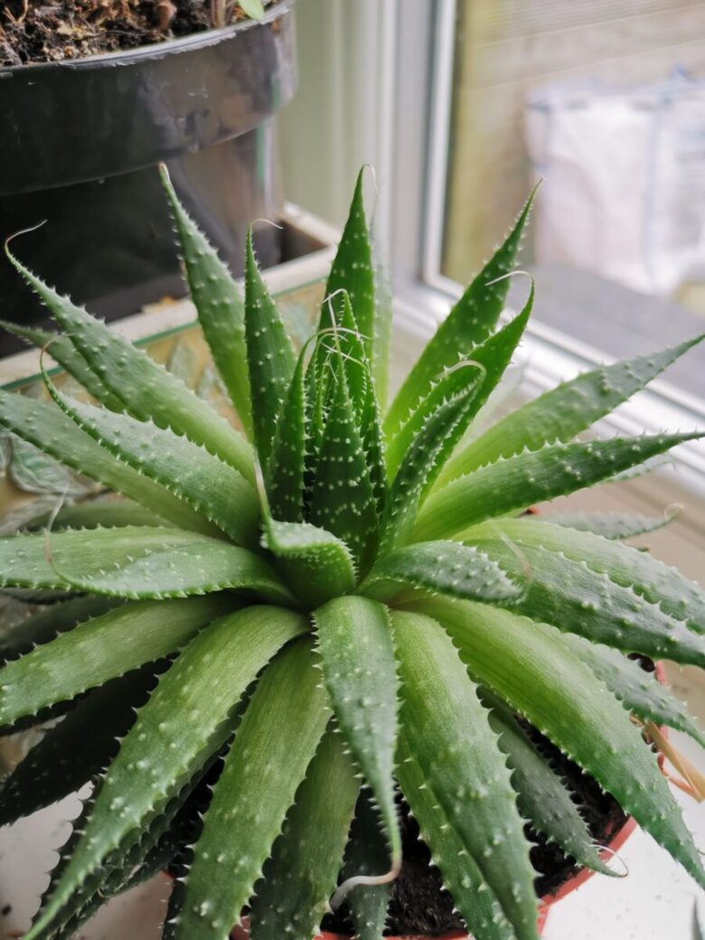 aloe gel