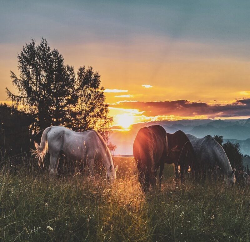 Galleria foto 'Baleari d’inverno: 5 Cose da fare e da vedere se parti ora…' - foto 5
