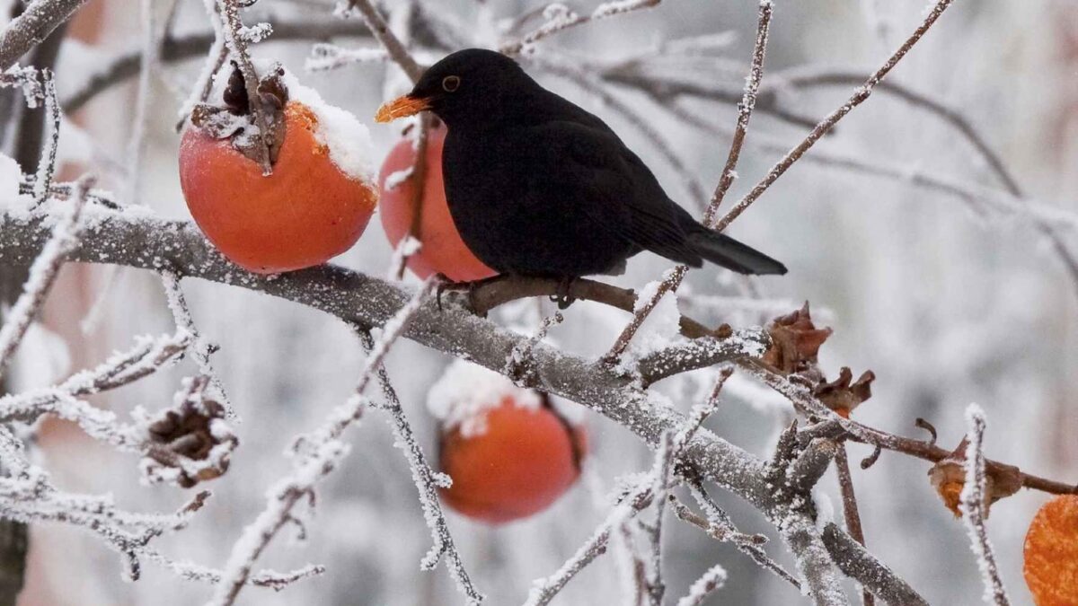 Inverno in Italia: 5 destinazioni perfette in cui trascorrere i giorni della merla