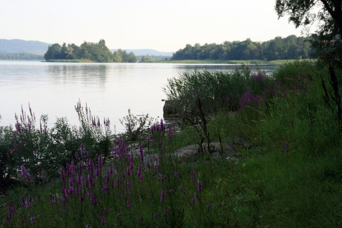 lago di varese isolino virginia