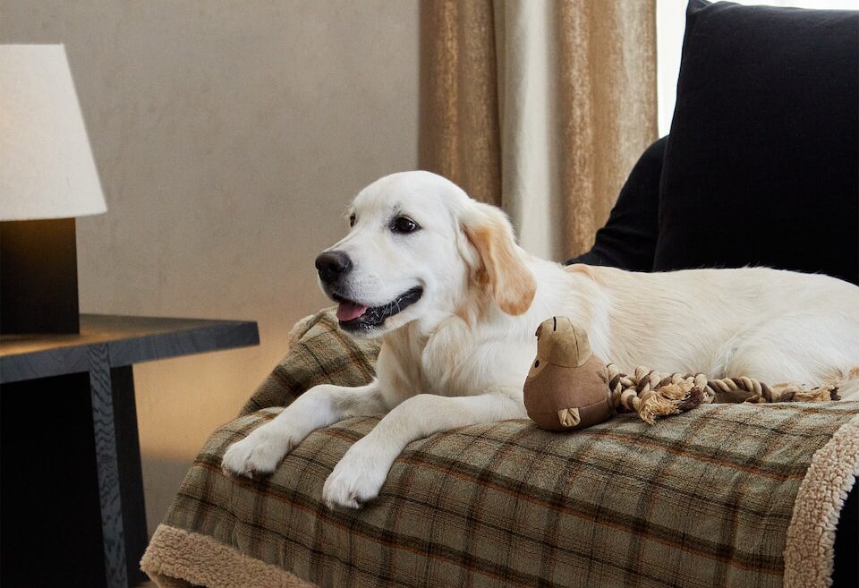 Galleria foto 'Zara Home, Pet Collection: 7 bellissime Cucce e Coperte per il tuo amico a 4 zampe' - foto 4