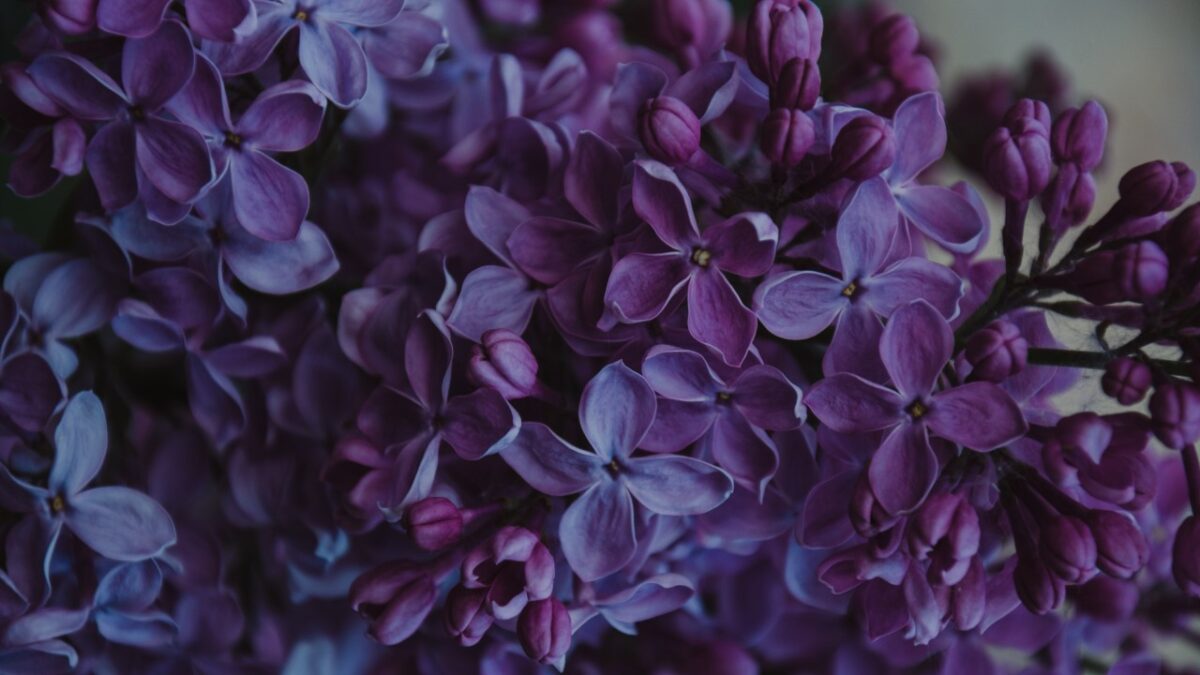 5 Profumi inebrianti alle note romantiche della Violetta