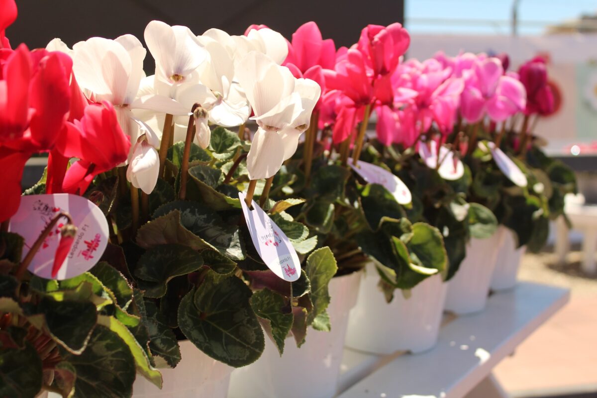 Galleria foto '6 Piante da Esterni perfette per realizzare il tuo Giardino in Stile Mediterraneo' - foto 1