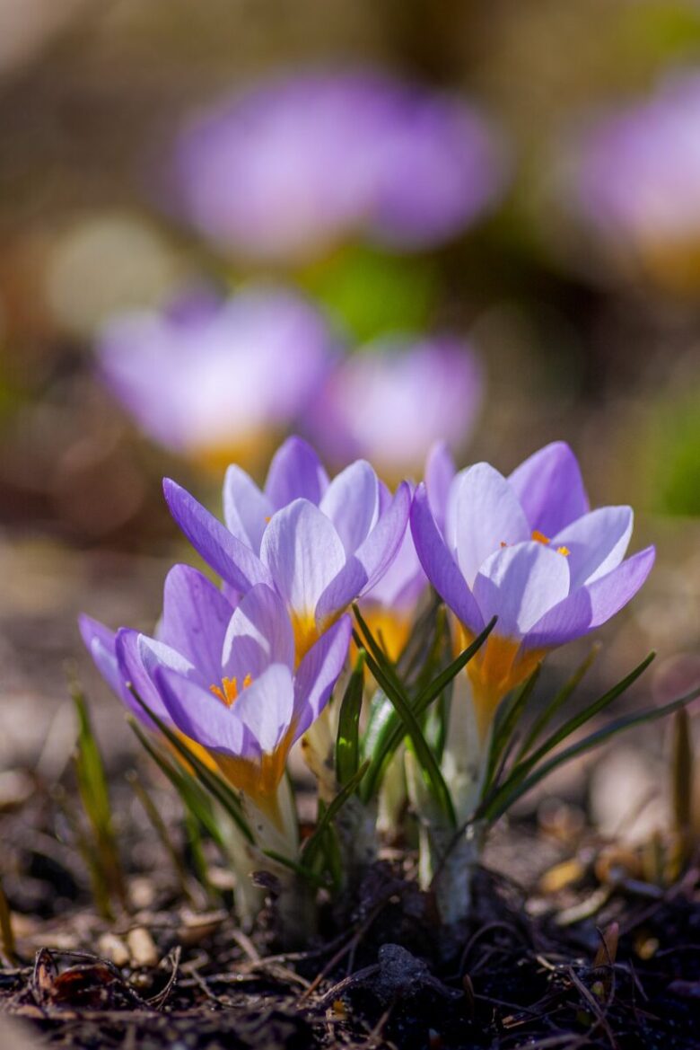 crochi fiori