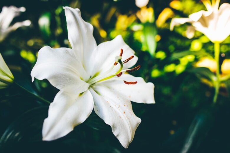 fiori giglio