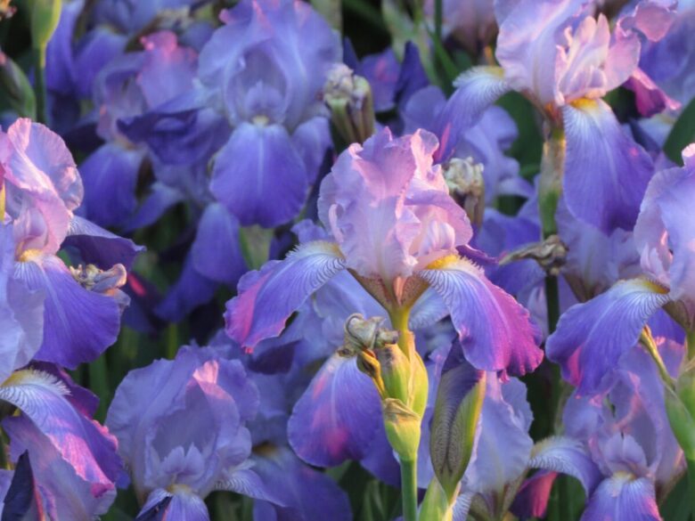 iris fiori