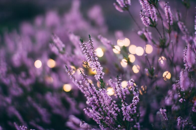 lavanda fiori