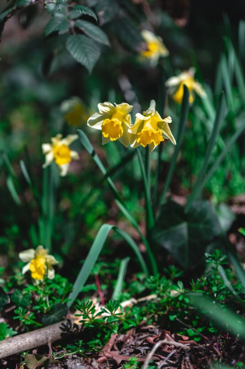 narcisi fiori