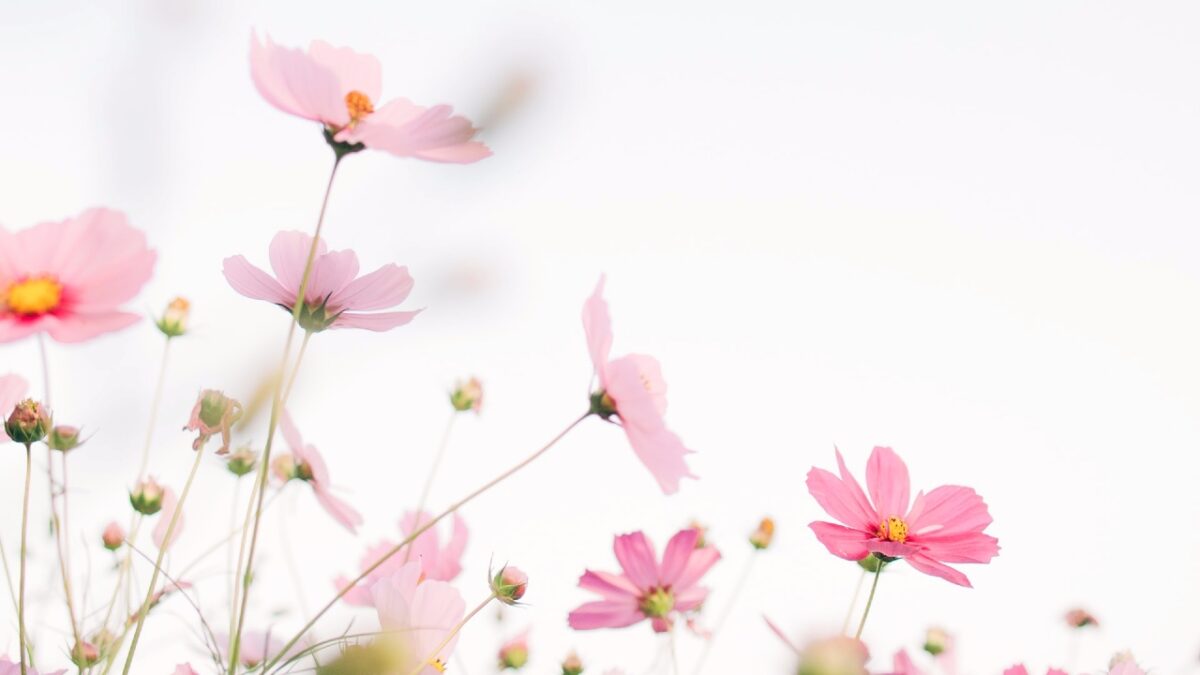 6 Piante da scegliere per arredare il Giardino in Primavera. Che incanto!