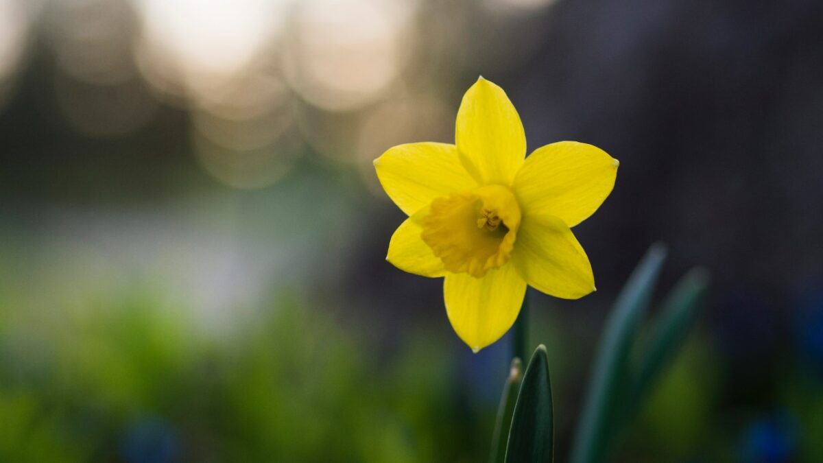 5 Profumi al Narciso per dare il benvenuto alla Primavera
