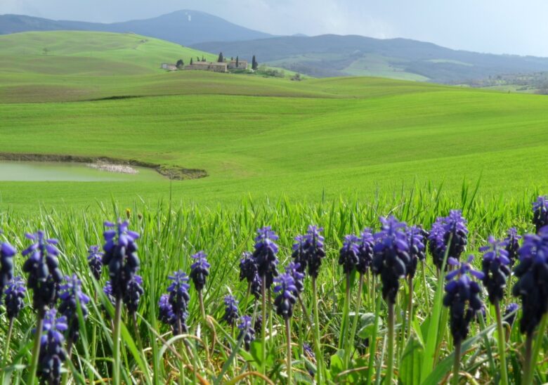 lavanda