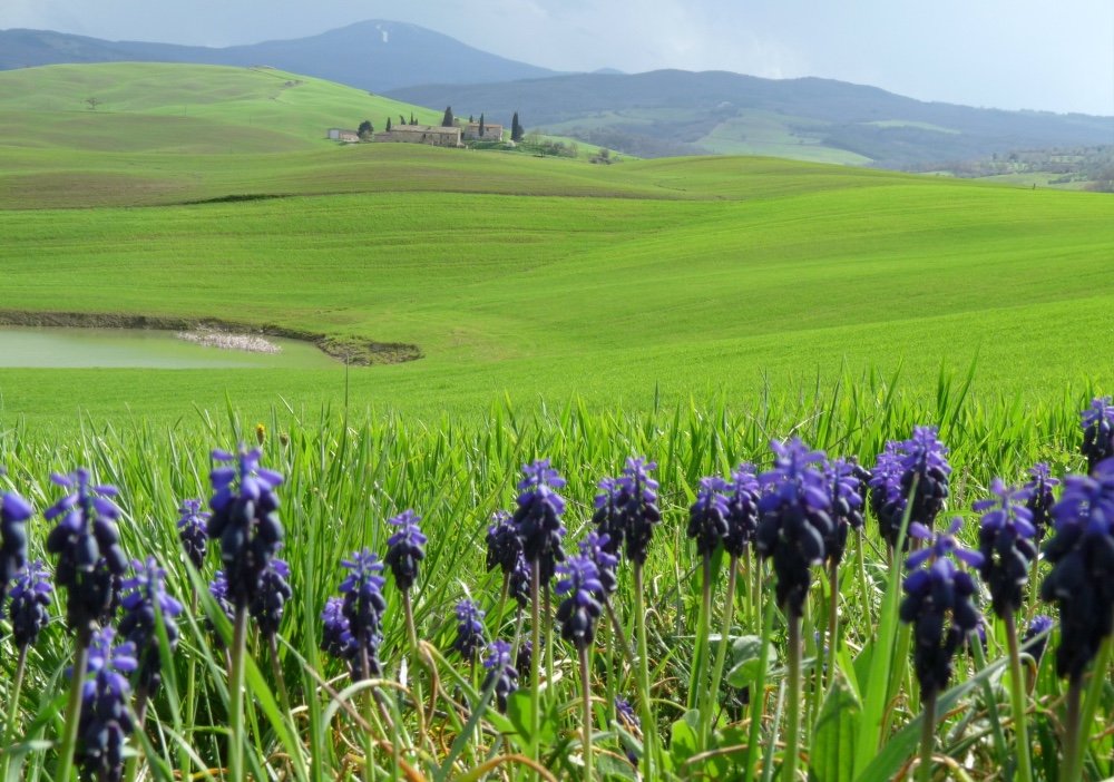 Galleria foto 'I Borghi italiani della Lavanda, 5 location che ti lasceranno senza fiato!' - foto 1