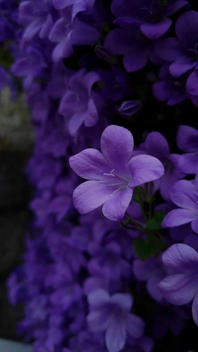 viole fiori