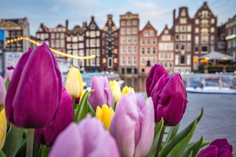 tulipani Amsterdam